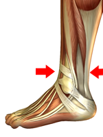 Ankle (Knchelumfang)